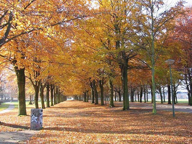 autumn_road_Picture_128916295ONuFGF_fs.jpg