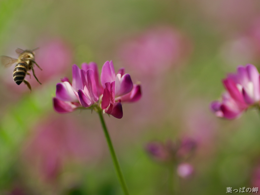 digital-flower-phorograph-newflower991_wallcoo_com.jpg