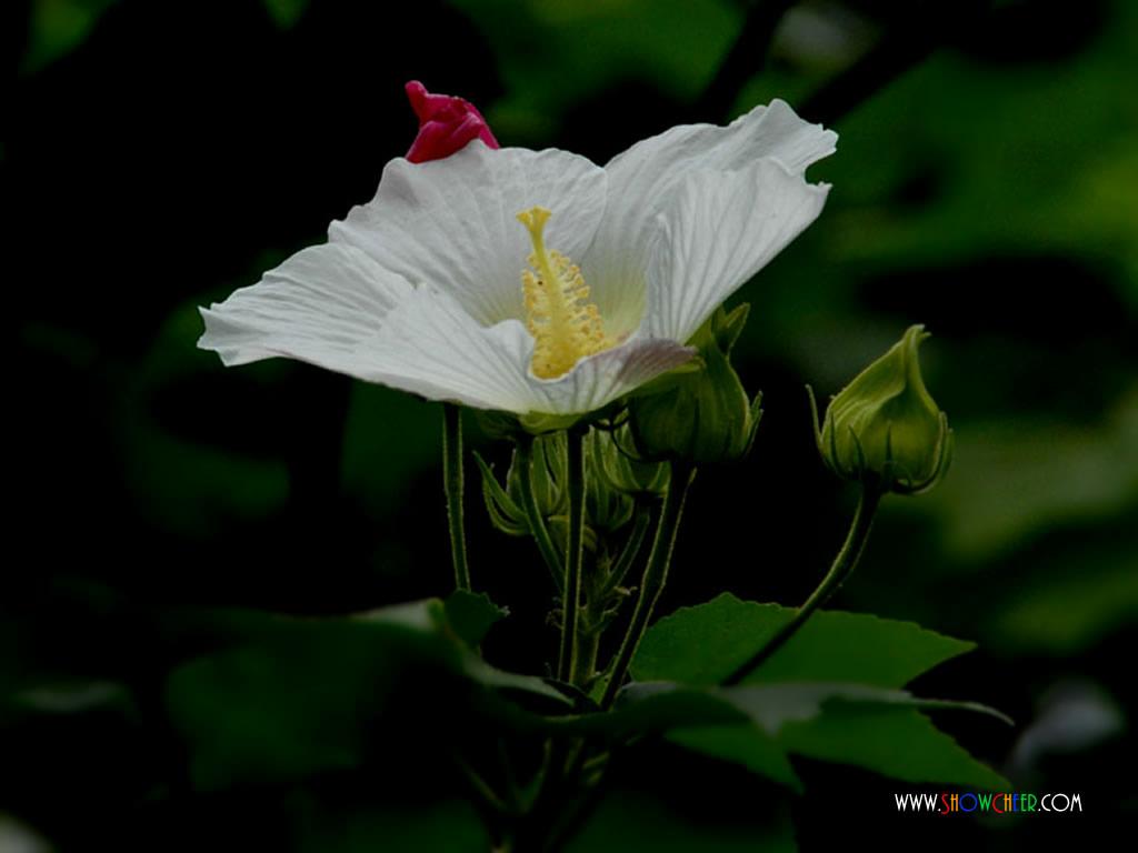 flower_hibiscus_01_405_1024.jpg