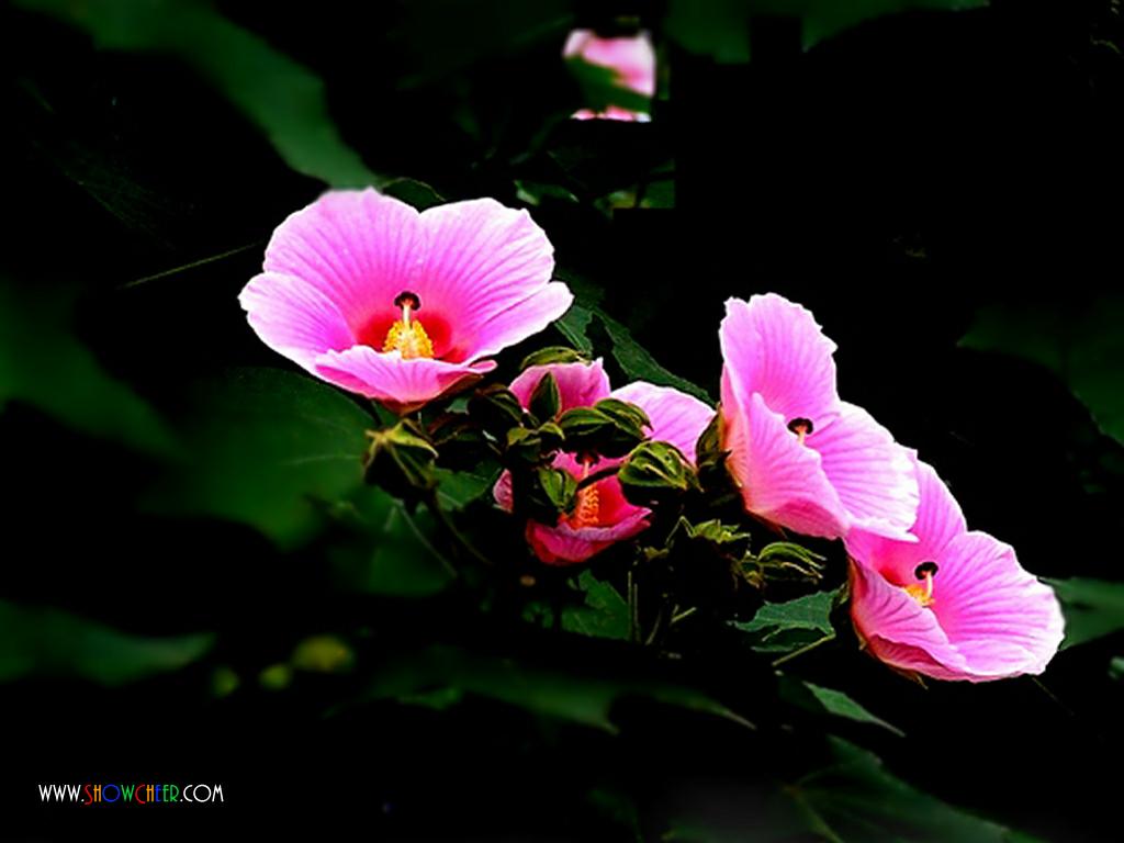 flower_hibiscus_01_503_1024.jpg