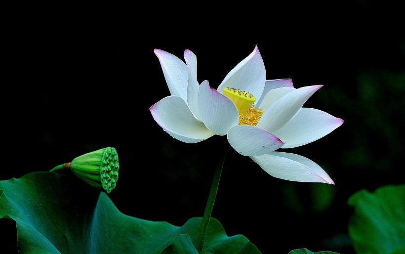 lotus_flower-007.jpg
