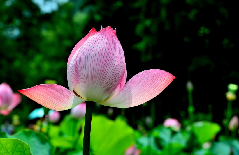 lotus_flower-011.jpg