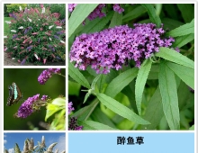 “千姿百态的生命奇观”之《药材篇》