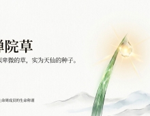 【禅院百科】禅院草 视频+图文