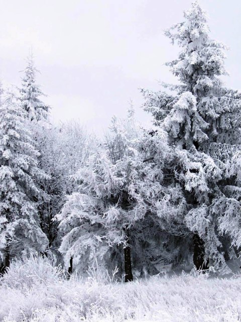 20101293871511216.jpg