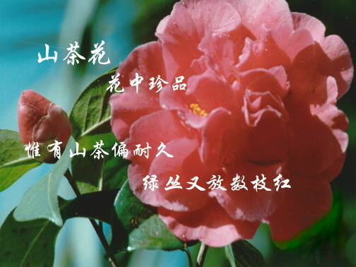 1994118_7.jpg