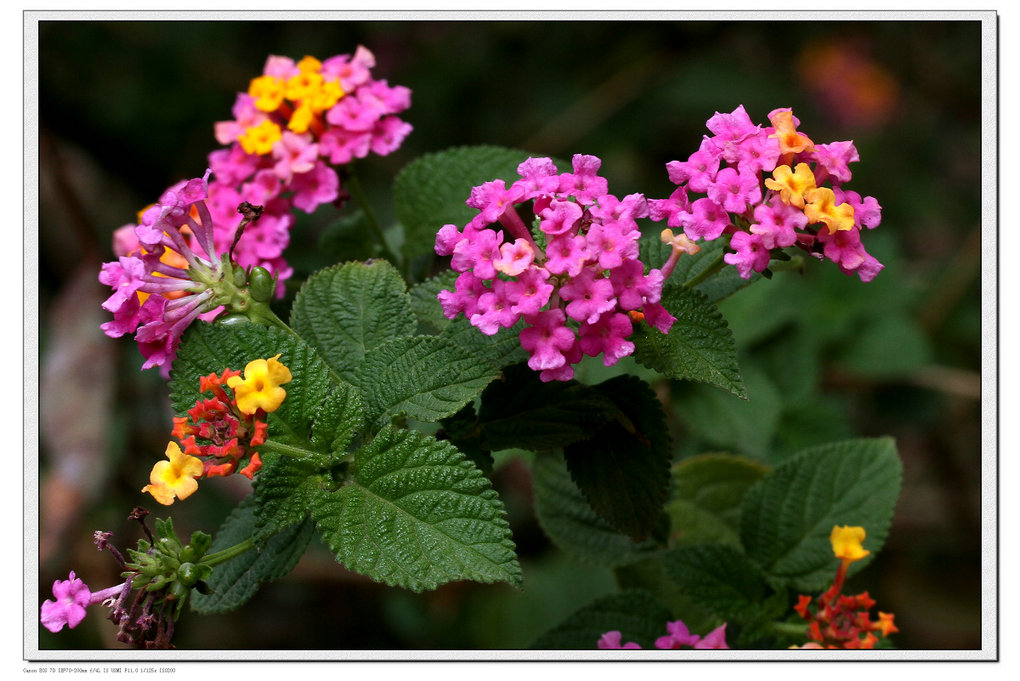 20100509_be10f8fc66476a771267ioCpKT36Plnt.jpg