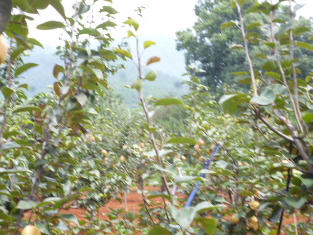 P1340779.JPG