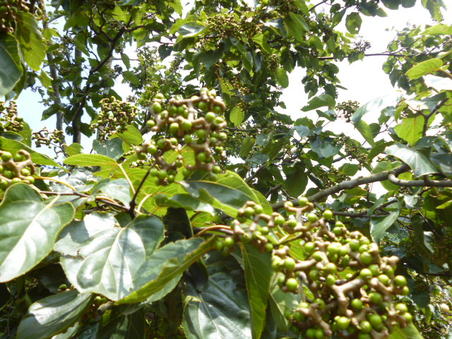P1340886.JPG