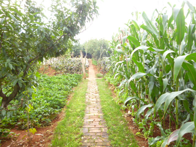 P1350142.JPG