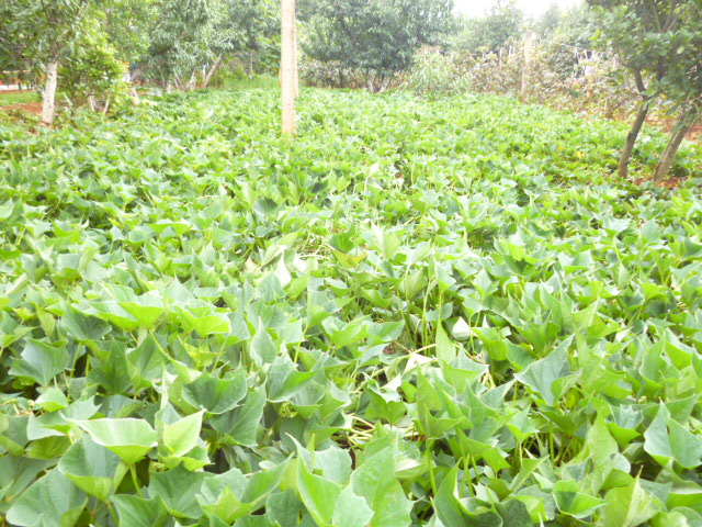 P1350144.JPG