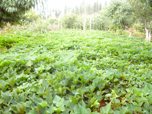 P1350146.JPG