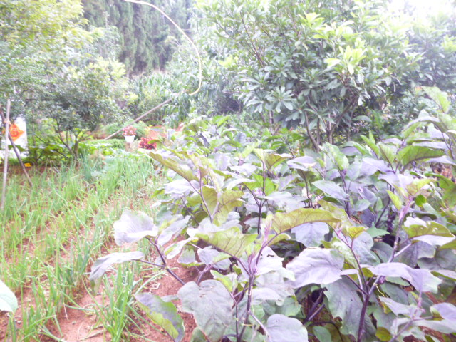 P1350147.JPG