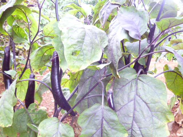 P1350149.JPG