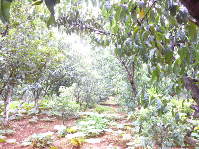 P1350162.JPG